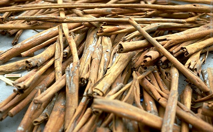 Padang cassia. photo by Rik Schuiling