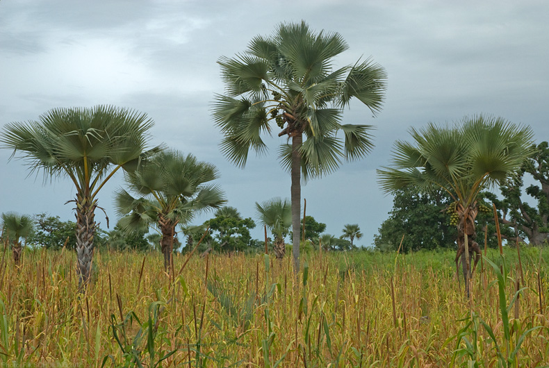 African fan palm. photo by Rik Schuiling