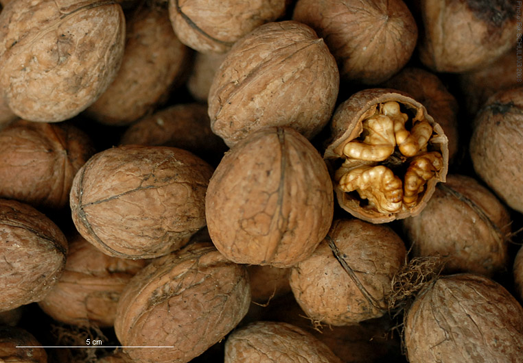 persian walnut. photo by Rik Schuiling