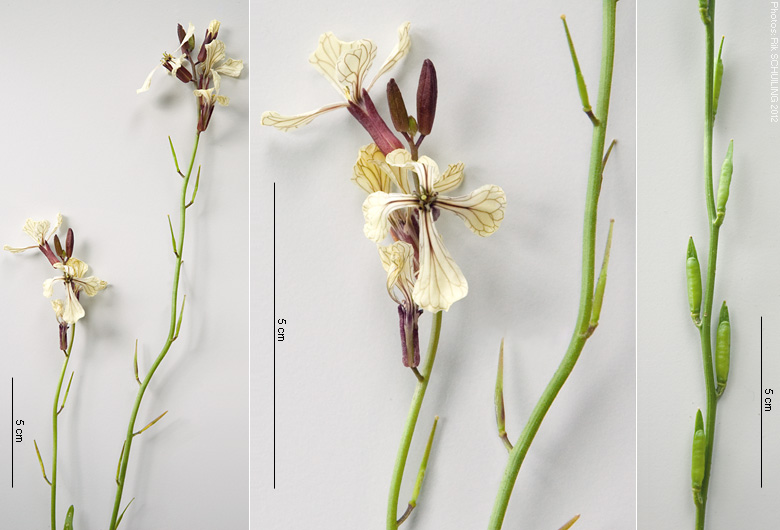 rucola. photo by Rik Schuiling