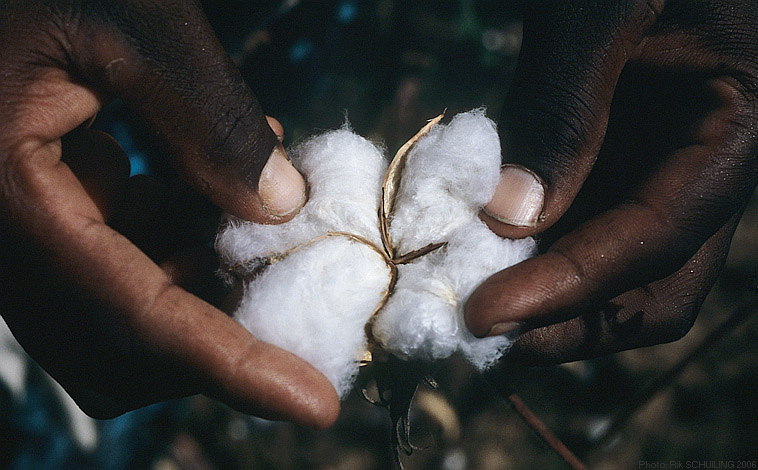 upland cotton. photo by Rik Schuiling
