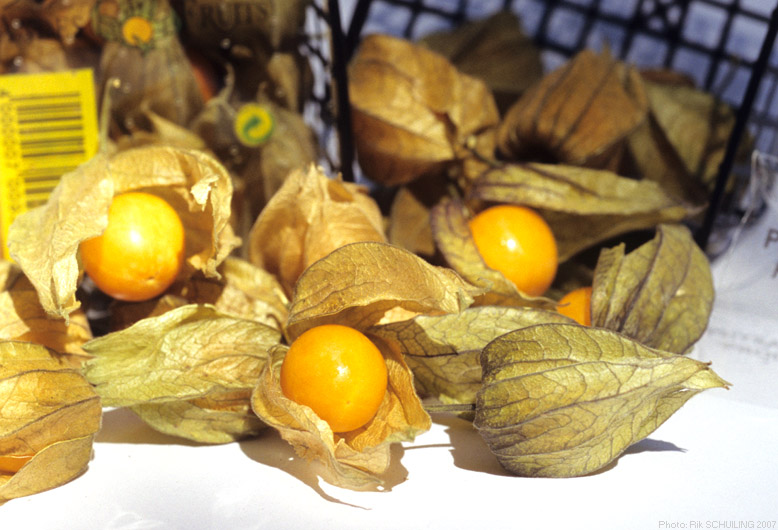 physalis. photo by Rik Schuiling
