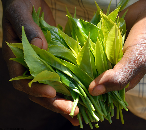 Assam tea. photo by Rik Schuiling